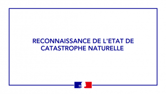 Cat Nat